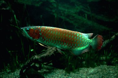 Arowana ya da Scleropages formosus, tatlı su balığının bir türüdür..