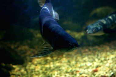 Arowana ya da Scleropages formosus, tatlı su balığının bir türüdür..