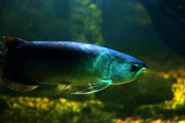 Arowana ya da Scleropages formosus, tatlı su balığının bir türüdür..