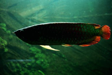 Arowana ya da Scleropages formosus, tatlı su balığının bir türüdür..