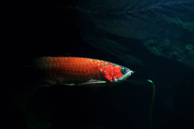Arowana ya da Scleropages formosus, tatlı su balığının bir türüdür..
