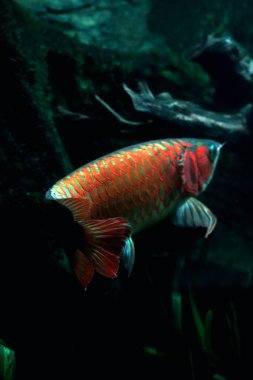 Arowana ya da Scleropages formosus, tatlı su balığının bir türüdür..