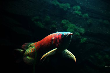 Arowana ya da Scleropages formosus, tatlı su balığının bir türüdür..