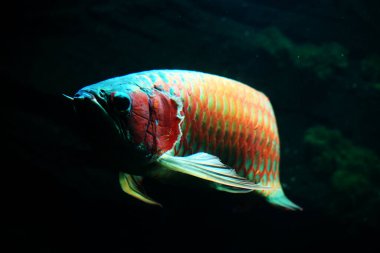 Arowana ya da Scleropages formosus, tatlı su balığının bir türüdür..