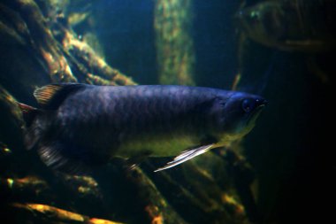 Arowana ya da Scleropages formosus, tatlı su balığının bir türüdür..