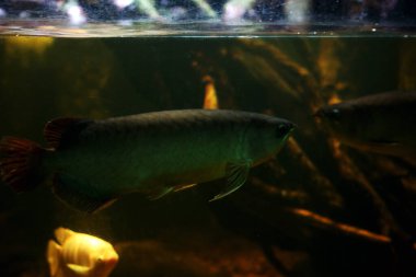 Arowana ya da Scleropages formosus, tatlı su balığının bir türüdür..