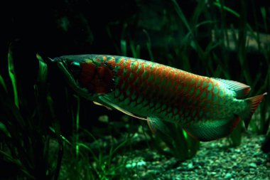 Arowana ya da Scleropages formosus, tatlı su balığının bir türüdür..