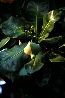 Barringtonia asiatica Kurz, yerel adı Keben..