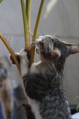 Şirin davranışlarıyla bahçede oynayan kedi yavrusu..