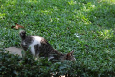 Şirin davranışlarıyla bahçede oynayan kedi yavrusu..