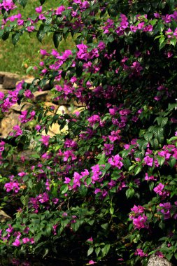 Gün boyunca Bougainvillea Glabra mor çiçekleri.