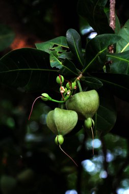 Barringtonia asiatica Kurz, yerel adı Keben..