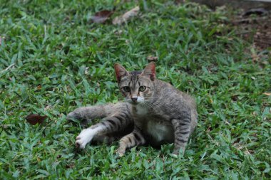 Şirin davranışlarıyla bahçede oynayan kedi yavrusu..