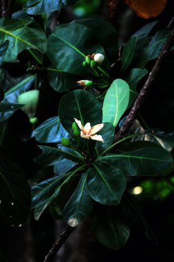Barringtonia asiatica Kurz, yerel adı Keben..