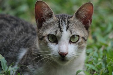 Şirin davranışlarıyla bahçede oynayan kedi yavrusu..