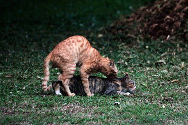 Bahçede iki yetişkin kedi