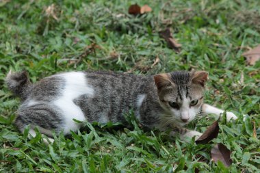 Şirin davranışlarıyla bahçede oynayan kedi yavrusu..