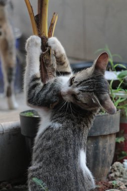 Şirin davranışlarıyla bahçede oynayan kedi yavrusu..