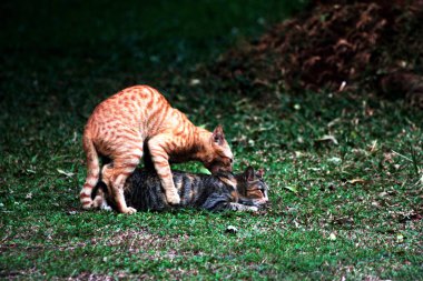 Bahçede iki yetişkin kedi