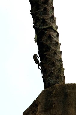 palmiye ağacının gövdesinde bukalemun