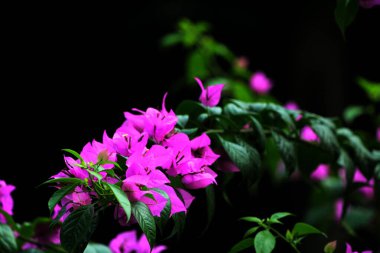 Gün boyunca Bougainvillea Glabra mor çiçekleri.