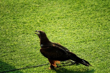 Siyah uçurtma (Milvus migrans) accipitridae familyasından orta büyüklükte bir yırtıcı kuş türü..