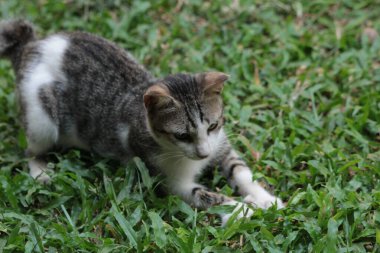 Şirin davranışlarıyla bahçede oynayan kedi yavrusu..