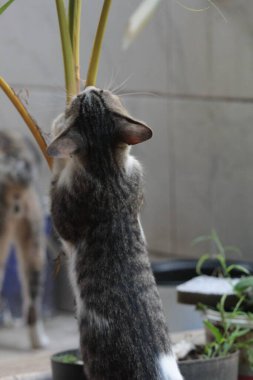 Şirin davranışlarıyla bahçede oynayan kedi yavrusu..