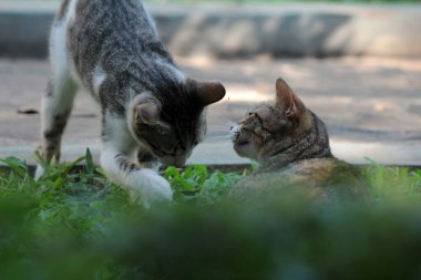 Şirin davranışlarıyla bahçede oynayan kedi yavruları..