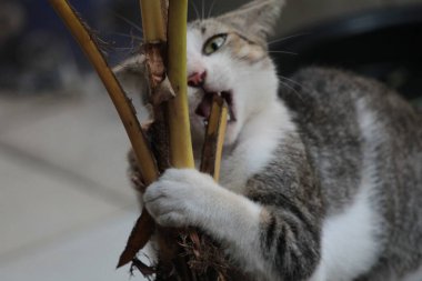 Şirin davranışlarıyla bahçede oynayan kedi yavrusu..