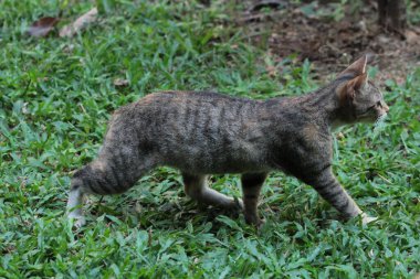 Şirin davranışlarıyla bahçede oynayan kedi yavrusu..