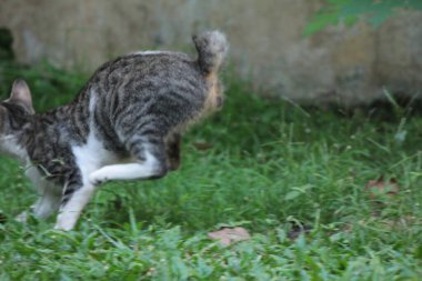 Şirin davranışlarıyla bahçede oynayan kedi yavrusu..