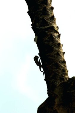 palmiye ağacının gövdesinde bukalemun