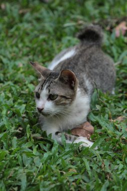 Şirin davranışlarıyla bahçede oynayan kedi yavrusu..