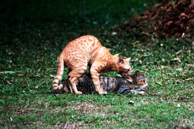 Bahçede iki yetişkin kedi