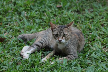 Şirin davranışlarıyla bahçede oynayan kedi yavrusu..