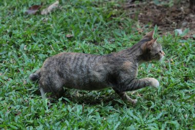 Şirin davranışlarıyla bahçede oynayan kedi yavrusu..