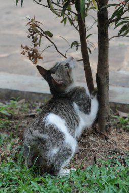 Şirin davranışlarıyla bahçede oynayan kedi yavrusu..