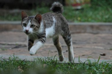 Şirin davranışlarıyla bahçede oynayan kedi yavrusu..