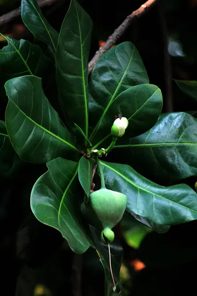 stock image Barringtonia asiatica Kurz, locally named Keben.