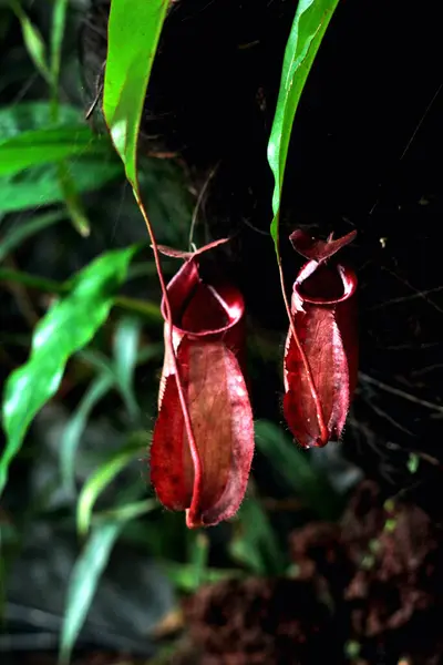 stock image Nepenthes rigidifolia, local name 