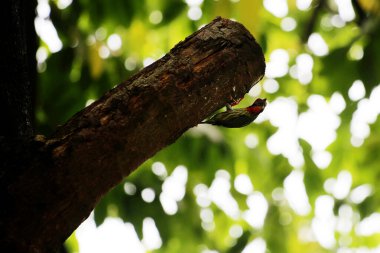 Bakır demirci barbesi yaygın olarak binom adı olan Psilopogon hemacephalus ile bilinir. Kızıl göğüslü Barbet lakabıyla bilinir.