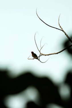 Bakır demirci barbesi yaygın olarak binom adı olan Psilopogon hemacephalus ile bilinir. Kızıl göğüslü Barbet lakabıyla bilinir.