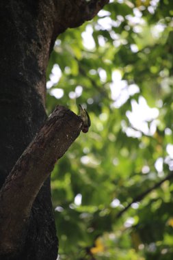 Bakır demirci barbesi yaygın olarak binom adı olan Psilopogon hemacephalus ile bilinir. Kızıl göğüslü Barbet lakabıyla bilinir.