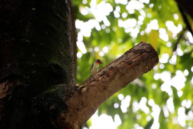 Bakır demirci barbesi yaygın olarak binom adı olan Psilopogon hemacephalus ile bilinir. Kızıl göğüslü Barbet lakabıyla bilinir.