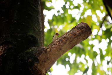 Bakır demirci barbesi yaygın olarak binom adı olan Psilopogon hemacephalus ile bilinir. Kızıl göğüslü Barbet lakabıyla bilinir.