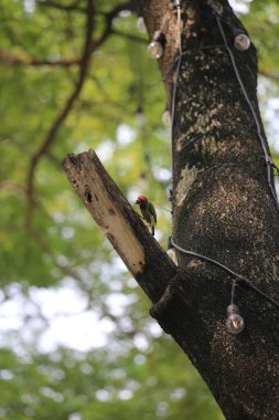 Bakır demirci barbesi yaygın olarak binom adı olan Psilopogon hemacephalus ile bilinir. Kızıl göğüslü Barbet lakabıyla bilinir.