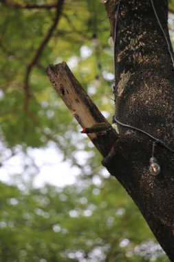 Bakır demirci barbesi yaygın olarak binom adı olan Psilopogon hemacephalus ile bilinir. Kızıl göğüslü Barbet lakabıyla bilinir.