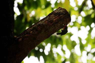 Bakır demirci barbesi yaygın olarak binom adı olan Psilopogon hemacephalus ile bilinir. Kızıl göğüslü Barbet lakabıyla bilinir.