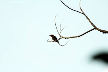 Bakır demirci barbesi yaygın olarak binom adı olan Psilopogon hemacephalus ile bilinir. Kızıl göğüslü Barbet lakabıyla bilinir.